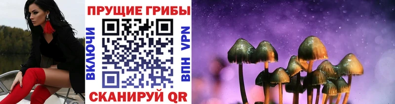 как найти закладки  Кадников  Псилоцибиновые грибы Cubensis 